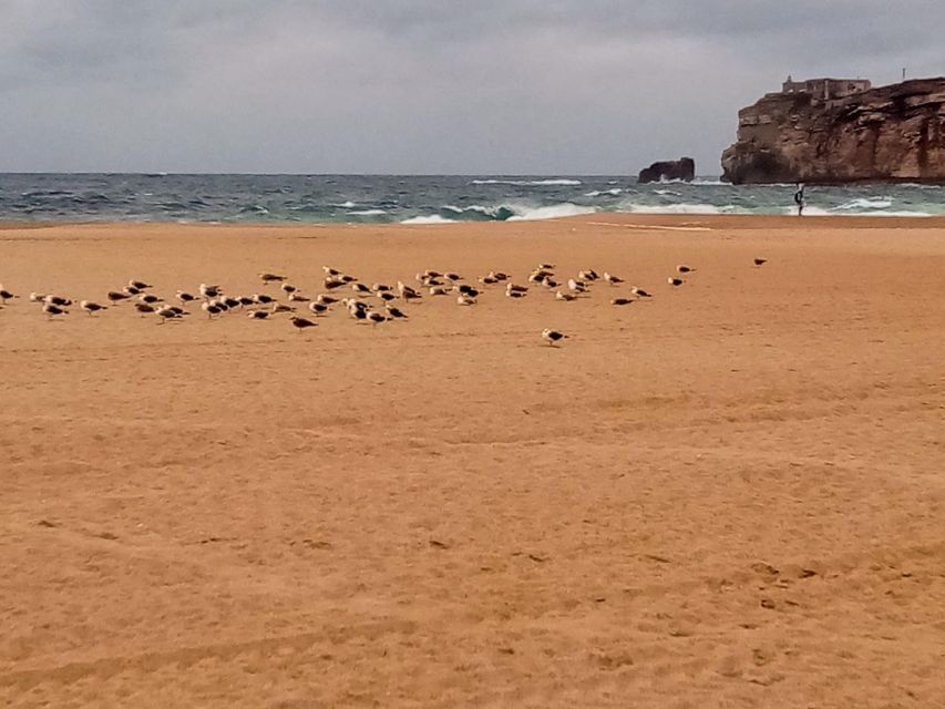From Lisbon: Nazare and Sintra Private Tour - Timing, Energy, and the Giant Waves Reality Check