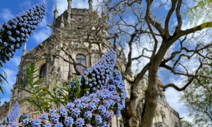 From Lisbon: Sintra, Pena Palace and Regaleira Day Trip - Small-Group Comfort: Van Size, Pacing, and Guide Help