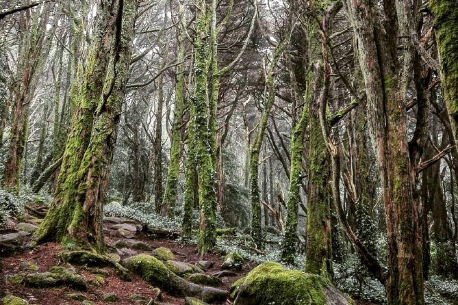 Private Evening Walk Inside the Forest: "Sintra Mountains Inbetween Wolves" - Why Sintra at dusk feels different under a black sky