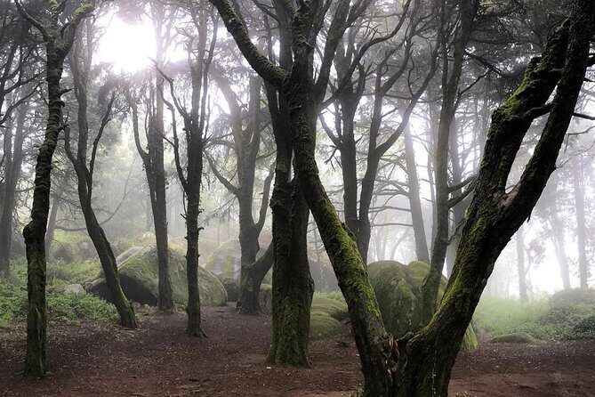 Private Evening Walk Inside the Forest: "Sintra Mountains Inbetween Wolves" - The 5-kilometer route: regular and uneven terrain in darkness